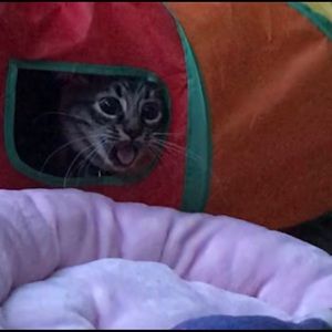 Meet your Posher, Amry